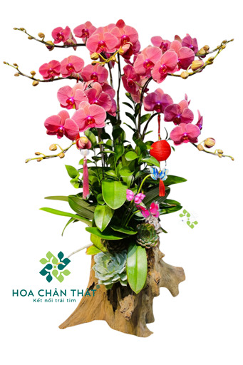 Máng Lan Hồ Điệp 7 Cành – Màu Đỏ Dâu Quyến Rũ