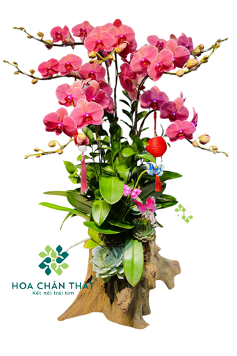 Máng Lan Hồ Điệp 7 Cành – Đỏ Dâu Quyến Rũ