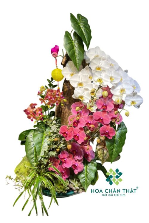 Máng Lan Hồ Điệp 8 Cành – Màu Trắng Thanh Khiết Mix Đỏ Dâu