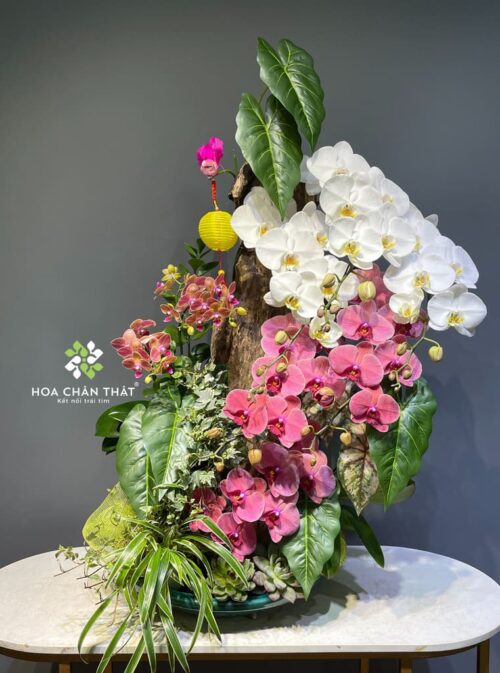 Máng Lan Hồ Điệp 8 Cành – Màu Trắng Thanh Khiết Mix Đỏ Dâu