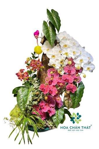 Máng Lan Hồ Điệp 8 Cành – Trắng Thanh Khiết Mix Đỏ Dâu