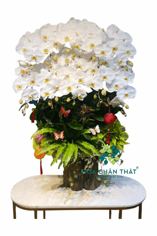 Máng Lan Hồ Điệp Ghép Lũa 10 Cành – Trắng Thanh Khiết