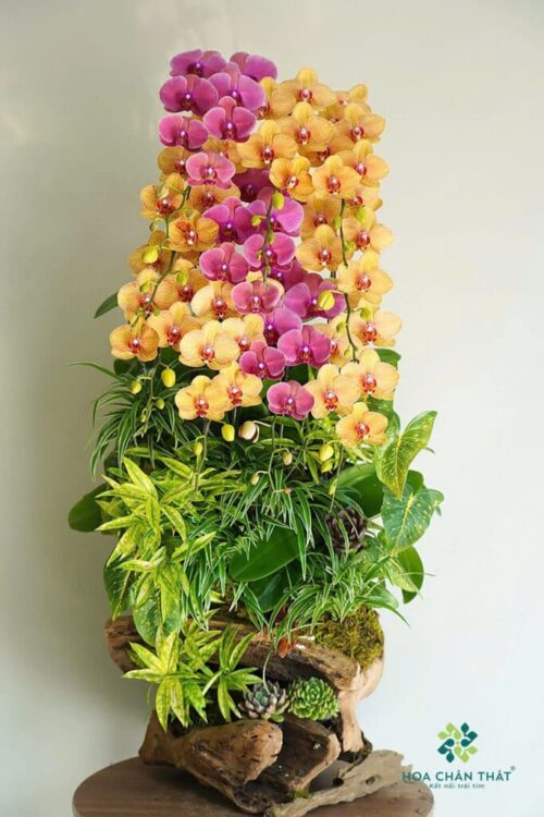 Máng Lan Hồ Điệp Ghép Lũa 12 Cành – Cam Đỏ Dâu Hồng Phát