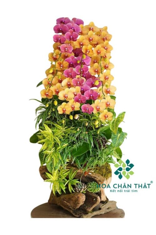 Máng Lan Hồ Điệp Ghép Lũa 12 Cành – Cam Đỏ Dâu Hồng Phát