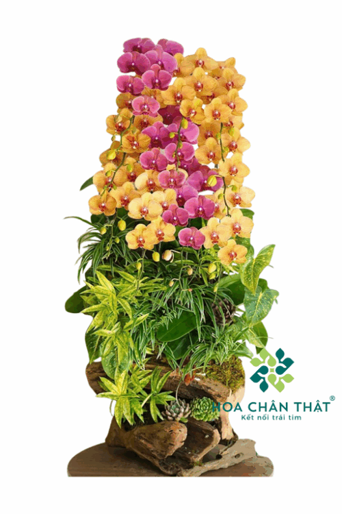 Máng Lan Hồ Điệp Ghép Lũa 12 Cành – Cam Đỏ Dâu Hồng Phát