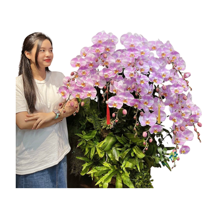 Máng Lan Hồ Điệp Ghép Lũa 12 Cành – Tím Sọc Trắng Thanh Nhã