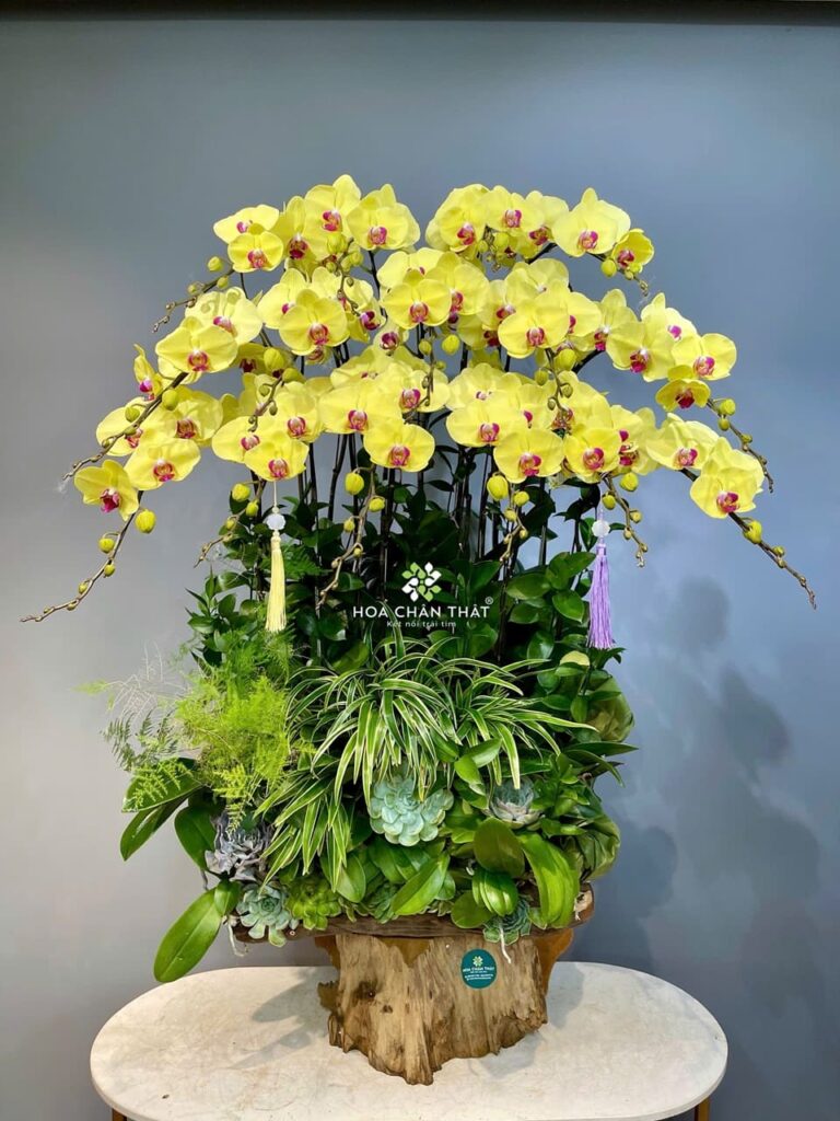 Máng Lan Hồ Điệp Ghép Lũa 15 Cành – Vàng Thịnh Vượng