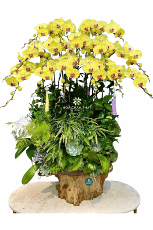 Máng Lan Hồ Điệp Ghép Lũa 15 Cành – Vàng Thịnh Vượng