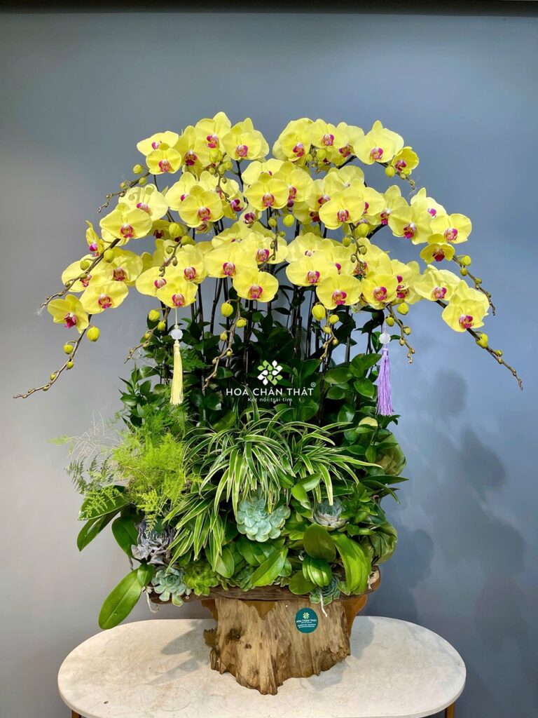 Lan hồ điệp máng lũa – Xu hướng chưng Tết sang trọng cho nhà & doanh nghiệp