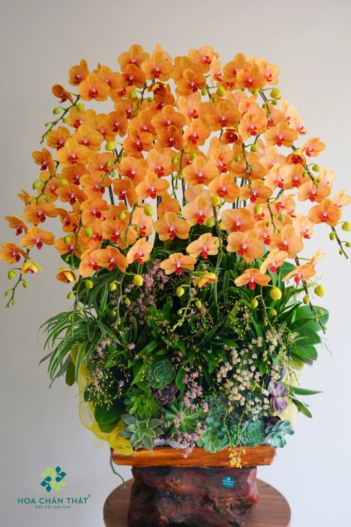 Máng Lan Hồ Điệp Ghép Lũa 20 Cành – Màu Cam Sinh Khí Trang Trí Sen Đá Máng Lan Hồ Điệp Ghép Lũa 20 Cành – Cam Sinh Khí Trang Trí Sen Đá