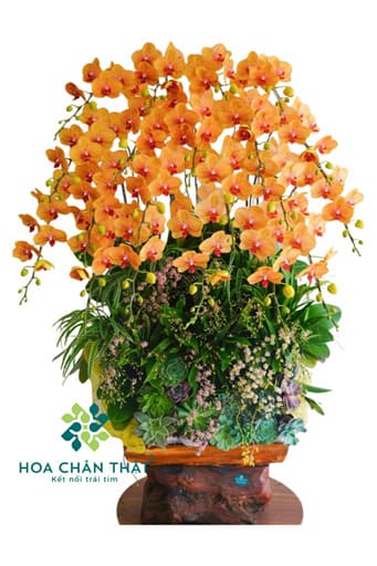 Máng Lan Hồ Điệp Ghép Lũa 20 Cành – Cam Sinh Khí Trang Trí Sen Đá