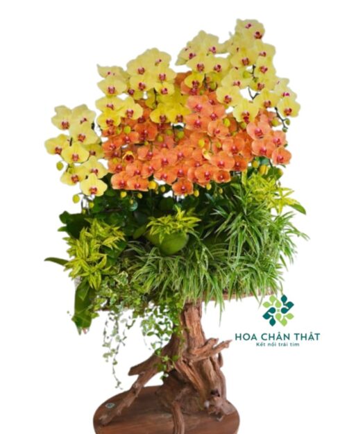 Máng Lan Hồ Điệp Ghép Lũa 20 Cành – Màu Cam Vàng Phú Quý