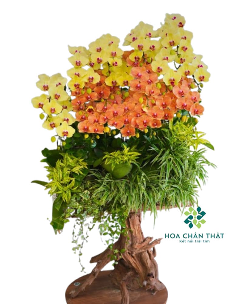 Máng Lan Hồ Điệp Ghép Lũa 20 Cành – Màu Cam Vàng Phú Quý Máng Lan Hồ Điệp Ghép Lũa 20 Cành – Màu Cam Vàng Phú Quý