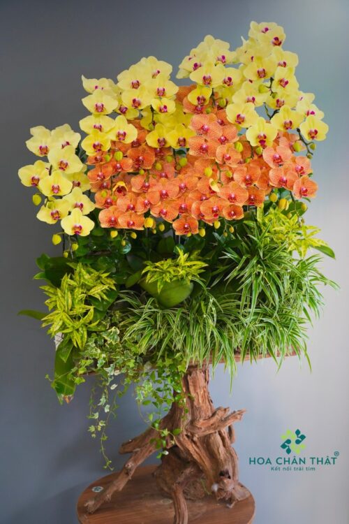 Máng Lan Hồ Điệp Ghép Lũa 20 Cành – Cam Vàng Phú Quý