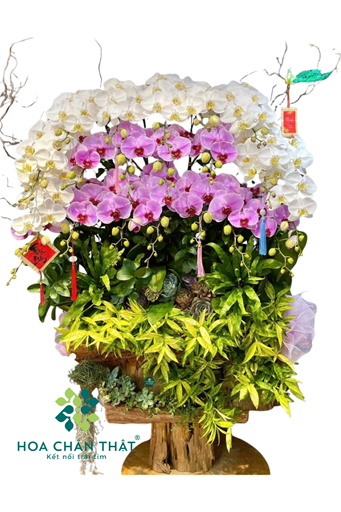 Máng Lan Hồ Điệp Ghép Lũa 20 Cành – Trắng Tím Môn An Nhiên
