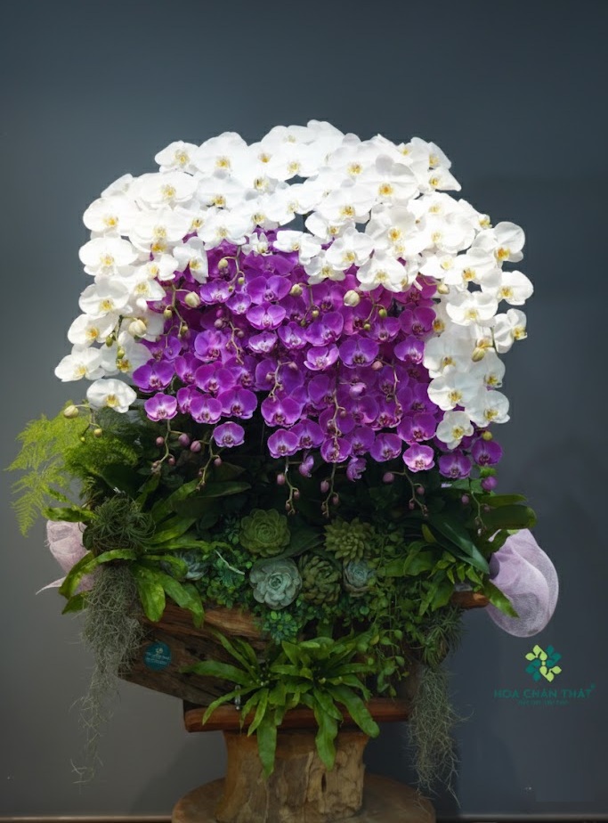 Máng Lan Hồ Điệp Ghép Lũa 25 Cành – Màu Trắng Tím Hài Hòa Máng Lan Hồ Điệp Ghép Lũa 25 Cành – Màu Trắng Tím Hài Hòa