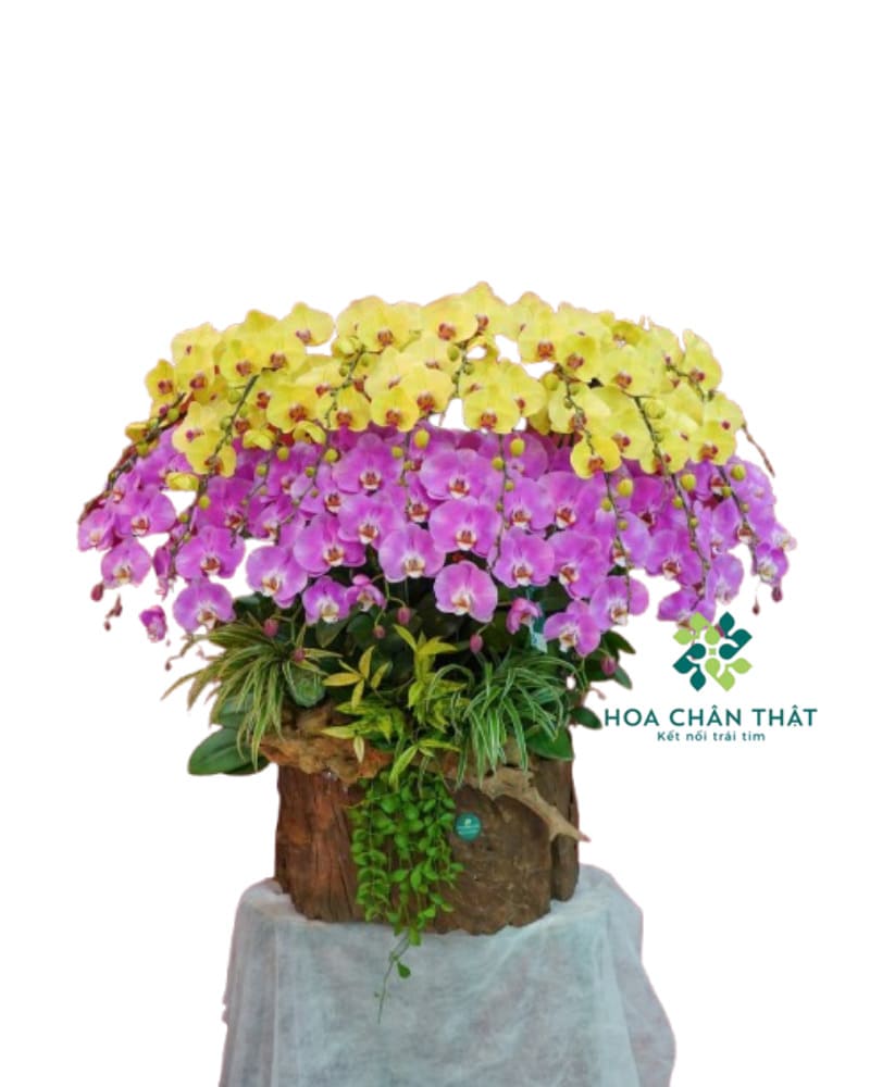 Máng Lan Hồ Điệp Ghép Lũa 25 Cành – Màu Vàng Tím Hồng Viên Mãn Máng Lan Hồ Điệp Ghép Lũa 25 Cành – Màu Vàng Tím Hồng Viên Mãn