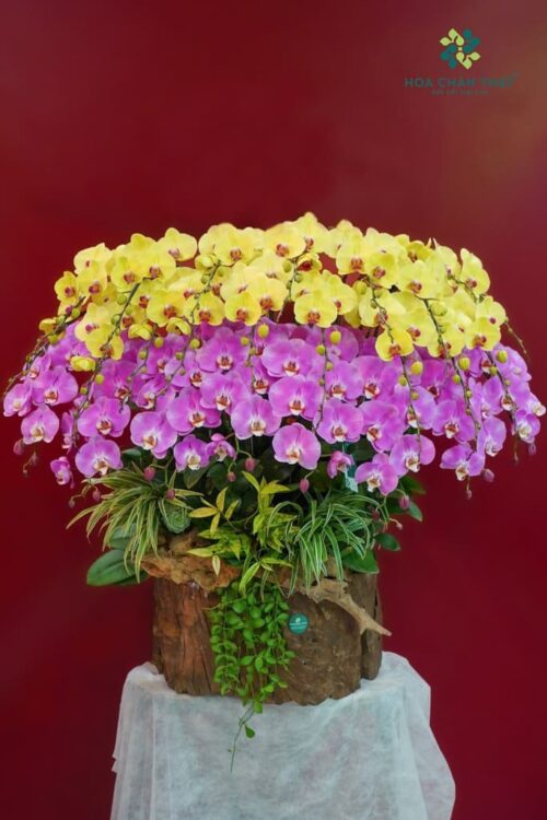 Máng Lan Hồ Điệp Ghép Lũa 25 Cành – Màu Vàng Tím Hồng Viên Mãn