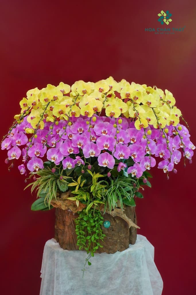 Máng Lan Hồ Điệp Ghép Lũa 25 Cành – Màu Vàng Tím Hồng Viên Mãn Máng Lan Hồ Điệp Ghép Lũa 25 Cành – Màu Vàng Tím Hồng Viên Mãn