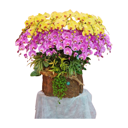 Máng Lan Hồ Điệp Ghép Lũa 25 Cành – Vàng Tím Hồng Viên Mãn