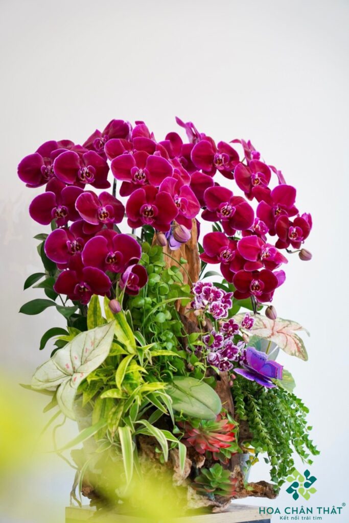 Máng Lan Hồ Điệp Ghép Lũa 5 Cành – Màu Đỏ Mận Mix Mini Tinh Tế