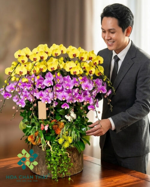 Máng Lan Hồ Điệp Ghép Lũa Tròn 25 Cành – Màu Vàng Hồng Viên Mãn