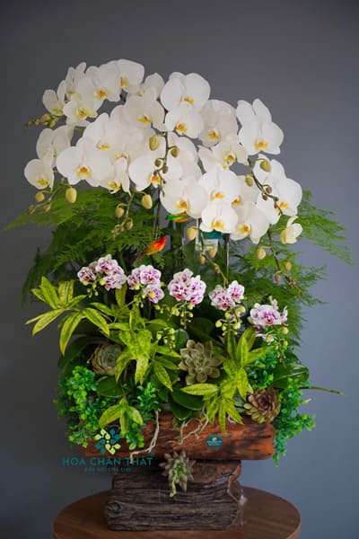 Máng Lan Hồ Điệp – Mix 8 Lan Lớn & Mini Đa Sắc