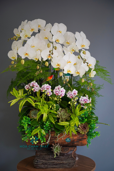 Mang Lan Ho Diep – Mix 8 Lan Lon Mini Da Sac 1