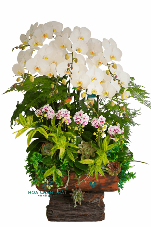 Máng Lan Hồ Điệp – Mix 8 Lan Lớn & Mini Đa Sắc