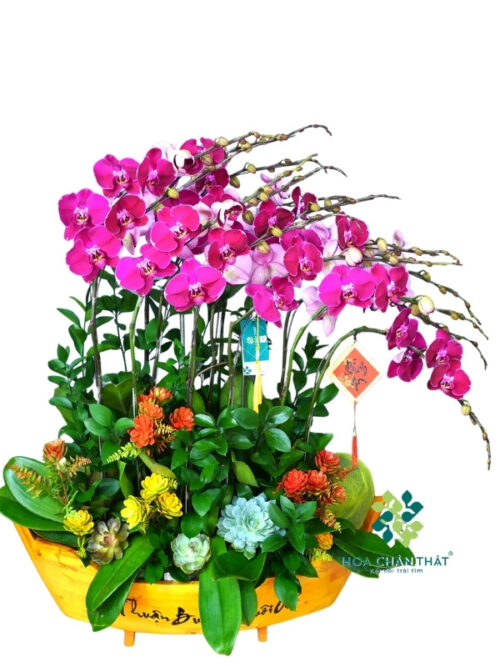 Thuyền Lan Hồ Điệp 15 Cành – Màu Tím Sọc Ngọc Huyền