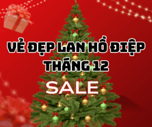 Top 4 Mẫu Lan Hồ Điệp Dành Cho Noel & Tất Niên Ve Dep Lan Ho Diep Thang 12 — Lua Chon Tinh Te Cho Mua Le Hoi Tai Hoa Chan That 1 1