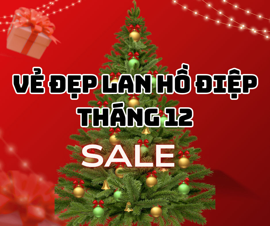 Ve Dep Lan Ho Diep Thang 12 — Lua Chon Tinh Te Cho Mua Le Hoi Tai Hoa Chan That 1 1