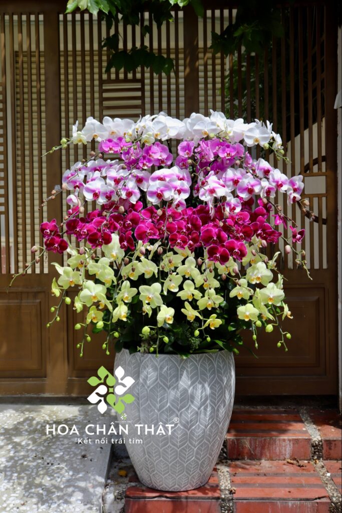 Hoa Lan Hồ Điệp - Ý Nghĩa Phong Thủy Trong Dịp Tết 2026 image3 1