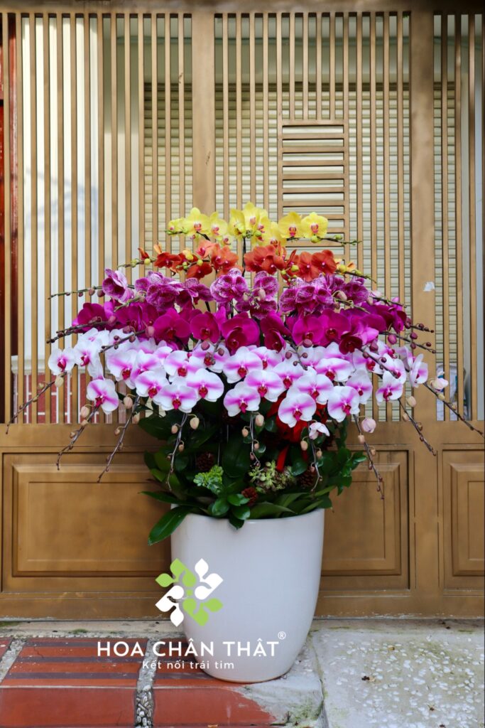 Hoa Lan Hồ Điệp - Ý Nghĩa Phong Thủy Trong Dịp Tết 2026 image9