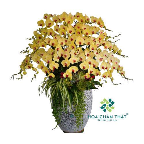 Chậu Lan Hồ Điệp 30 Cành – Vàng Hoàng Kim Chậu Trắng Đen