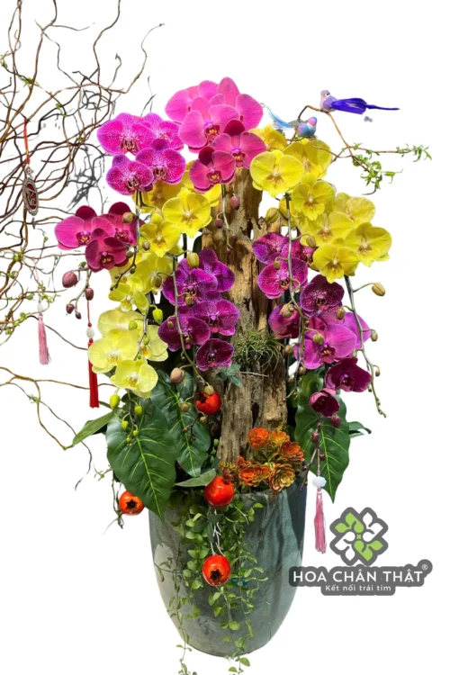 Chậu Lan Hồ Điệp 10 Cành Mix Vàng Hồng Ghép Lũa – Phúc Lộc Giao Hòa