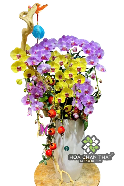 Chậu Lan Hồ Điệp 10 Cành – Vàng Tím Ghép Lũa Chậu Cao Phú Quý