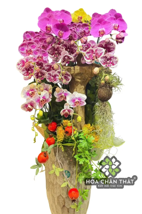 Chậu Lan Hồ Điệp 11 Cành – Tím Hồng Ghép Lũa Chậu Cao Sang Trọng