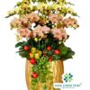 Chậu Lan Hồ Điệp 16 Cành Vàng Cam – Khởi Sắc Hồng Phát