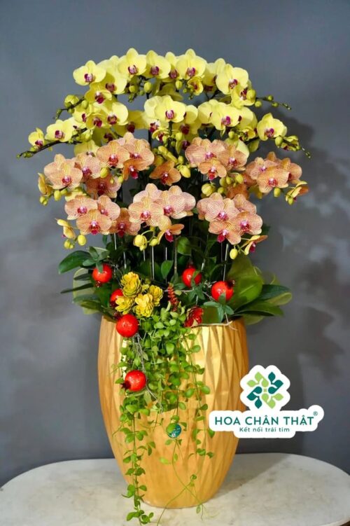 Chậu Lan Hồ Điệp 16 Cành Vàng Cam – Khởi Sắc Hồng Phát