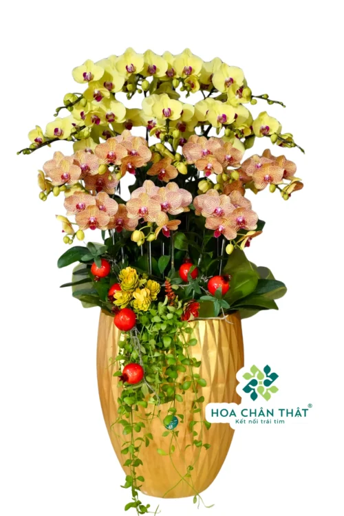 Chậu Lan Hồ Điệp 16 Cành Vàng Cam – Khởi Sắc Hồng Phát