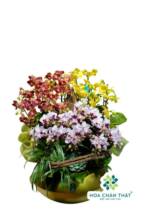 Chậu Lan Hồ Điệp 18 Cành Mini 3 Màu Cam – Vàng – Tím Trắng