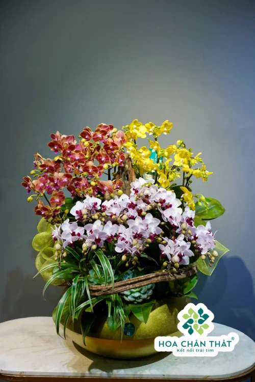 Chau Lan Ho Diep 18 Canh Mini 3 Mau Cam – Vang – Tim Trang 2