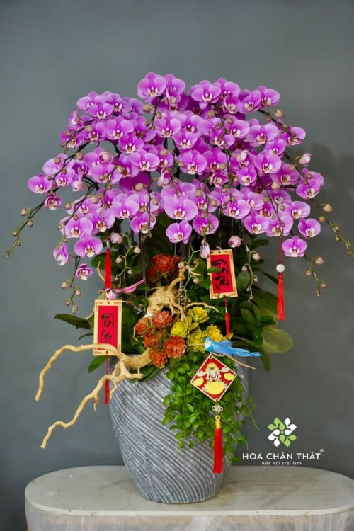 Chậu Lan Hồ Điệp 20 Cành – Hồng Anna Sang Trọng