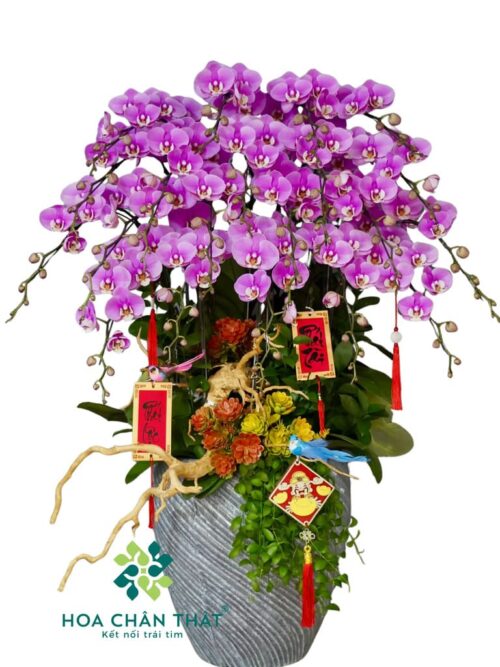 Chậu Lan Hồ Điệp 20 Cành – Hồng Anna Sang Trọng