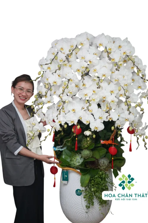 Chậu Lan Hồ Điệp 30 Cành Trắng – Thuần Khiết Viên Mãn