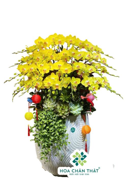 Chậu Lan Hồ Điệp 30 Cành Vàng – Đại Phát Tài Lộc