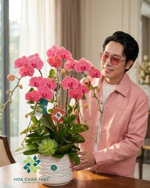 Chậu Lan Hồ Điệp 5 Cành Đỏ Dâu – Vượng Khí Hồng Phát Chau Lan Ho Diep 5 Canh Do Dau Vuong Khi Hong Phat 2