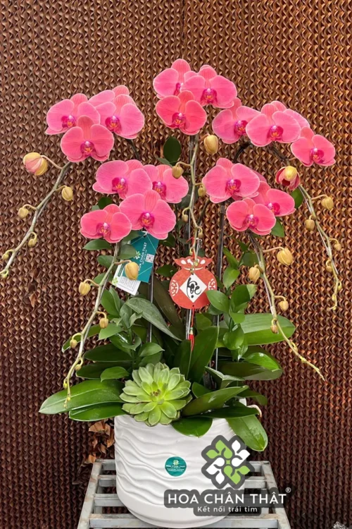 Chau Lan Ho Diep 5 Canh Do Dau – Vuong Khi Hong Phat 1