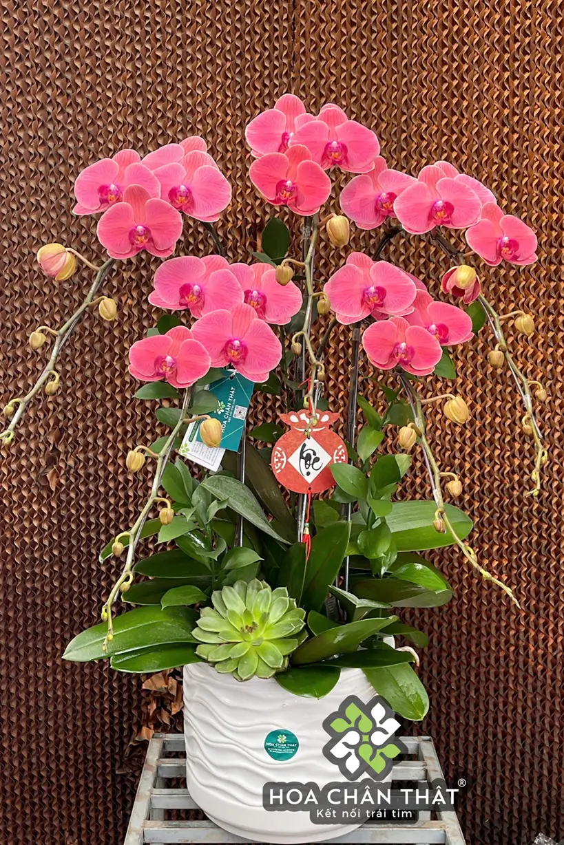 Chậu Lan Hồ Điệp 5 Cành Đỏ Dâu – Vượng Khí Hồng Phát (1) Chau Lan Ho Diep 5 Canh Do Dau – Vuong Khi Hong Phat 1